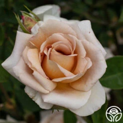 Spiced Coffee™ -Heirloom Roses spiced coffee 4