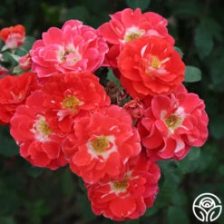 Spirit Abundance™ 16 Spirit Abundance™ -Heirloom Roses spirit abundance logo 02