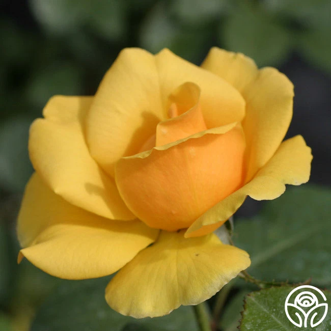 St. Christopher™ 3 St. Christopher™ - Image 2