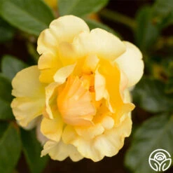 St. Christopher™ 6 St. Christopher™ -Heirloom Roses st christopher logo 03