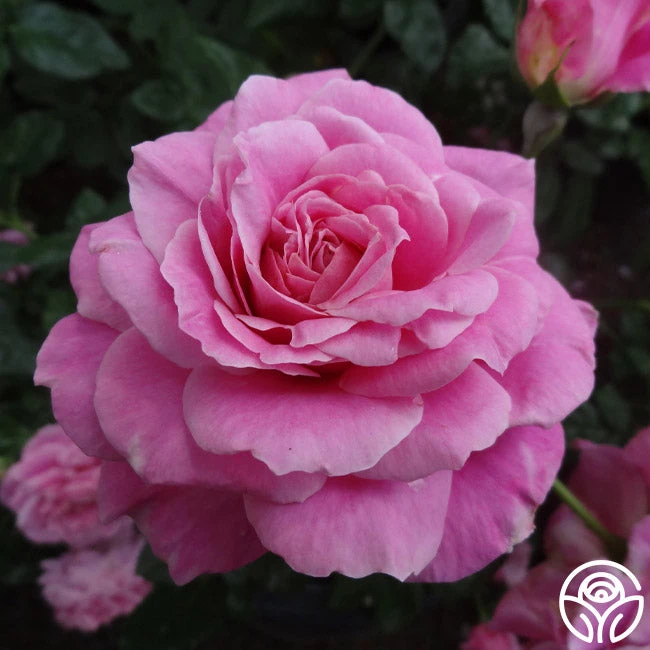 St. Elisabeth Of Hungary 7 St. Elisabeth Of Hungary - Image 5