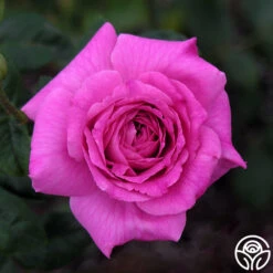 St. Elisabeth Of Hungary 16 St. Elisabeth Of Hungary -Heirloom Roses st elisabeth 3