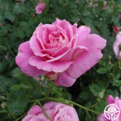 St. Elisabeth Of Hungary 17 St. Elisabeth Of Hungary -Heirloom Roses st elisabeth 4