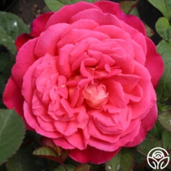Star Of The Nile™ -Heirloom Roses star of the nile 2