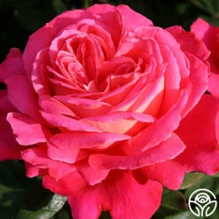 Star Of The Nile™ -Heirloom Roses star of the nile 3 7