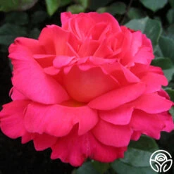 Star Of The Nile™ -Heirloom Roses star of the nile 4 7