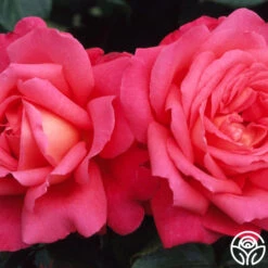 Star Of The Nile™ -Heirloom Roses star of the nile 6