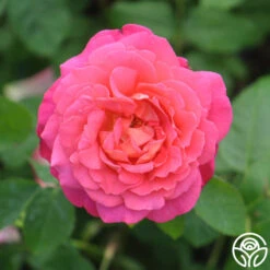 Star Of The Nile™ -Heirloom Roses star of the nile 7 7