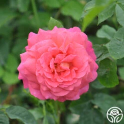 Star Of The Nile™ -Heirloom Roses star of the nile 9