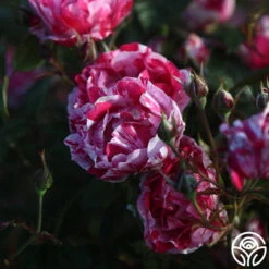 Stars 'n' Stripes Forever™ -Heirloom Roses stars n stripes forever 11