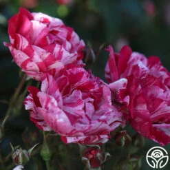 Stars 'n' Stripes Forever™ -Heirloom Roses stars n stripes forever 13