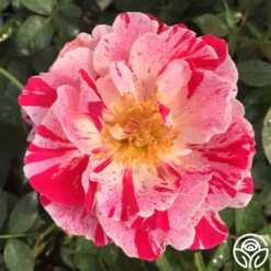 Stars 'n' Stripes Forever™ -Heirloom Roses stars n strips forever 4jpg 1