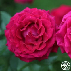 Stiletto™ 14 Stiletto™ -Heirloom Roses stiletto 2 copy