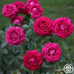 Stiletto™ 11 Stiletto™ -Heirloom Roses stiletto 3