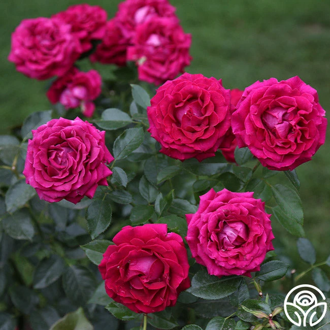 Stiletto™ 5 Stiletto™ - Image 3