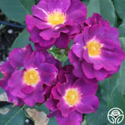 Stormy Weather™ -Heirloom Roses stormy weather logo 02