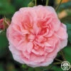 Strawberry Hill ® -Heirloom Roses strawberry hill 1 1