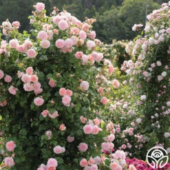 Strawberry Hill ® 13 Strawberry Hill ® -Heirloom Roses strawberry hill 2 1