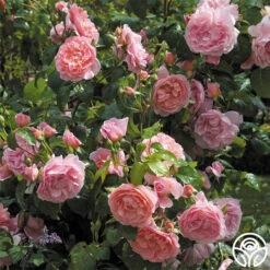 Strawberry Hill ® 15 Strawberry Hill ® -Heirloom Roses strawberry hill 5 2
