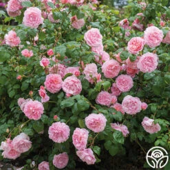Strawberry Hill ® 12 Strawberry Hill ® -Heirloom Roses strawberry hill 6 1