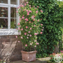 Strawberry Hill ® 14 Strawberry Hill ® -Heirloom Roses strawberry hill 7 1