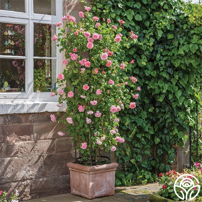 Strawberry Hill ® 8 Strawberry Hill ® - Image 6