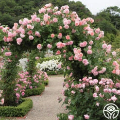 Strawberry Hill ® 11 Strawberry Hill ® -Heirloom Roses strawberry hill 8 1