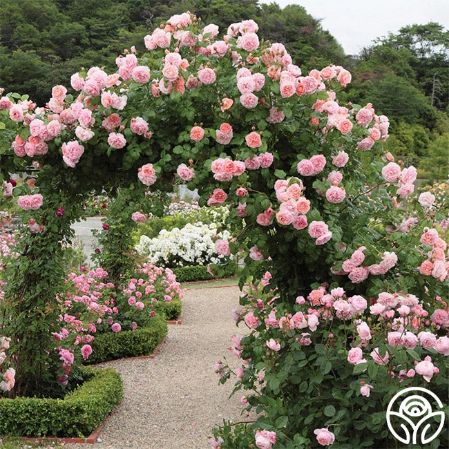 Strawberry Hill ® 5 Strawberry Hill ® - Image 3