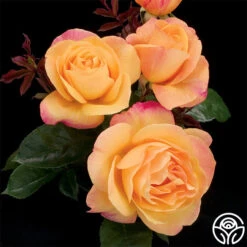 Strike It Rich™ 11 Strike It Rich™ -Heirloom Roses strike it rich 0