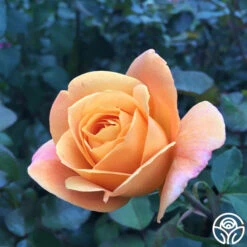 Strike It Rich™ 15 Strike It Rich™ -Heirloom Roses strike it rich 1 2