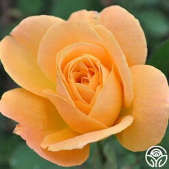 Strike It Rich™ 12 Strike It Rich™ -Heirloom Roses strike it rich 2 1 1