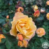 Strike It Rich™ 1 Strike It Rich™ -Heirloom Roses strike it rich 6