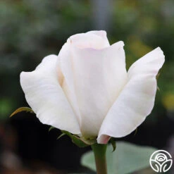 Sugar Moon -Heirloom Roses sugar moon 1 7