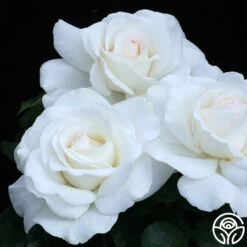 Sugar Moon -Heirloom Roses sugar moon 3 8