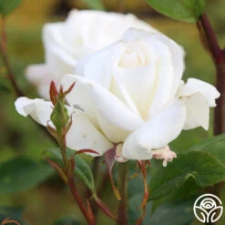 Sugar Moon -Heirloom Roses sugar moon 5 1