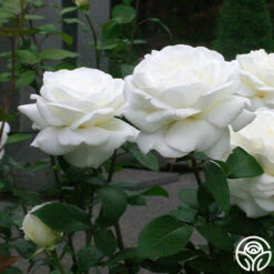 Sugar Moon -Heirloom Roses sugar moon 8