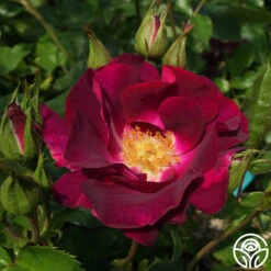 Sultry Sangria™ 18 Sultry Sangria™ -Heirloom Roses sultry sangria 3