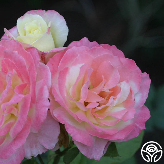 Summer Fashion 4 Summer Fashion - Image 2