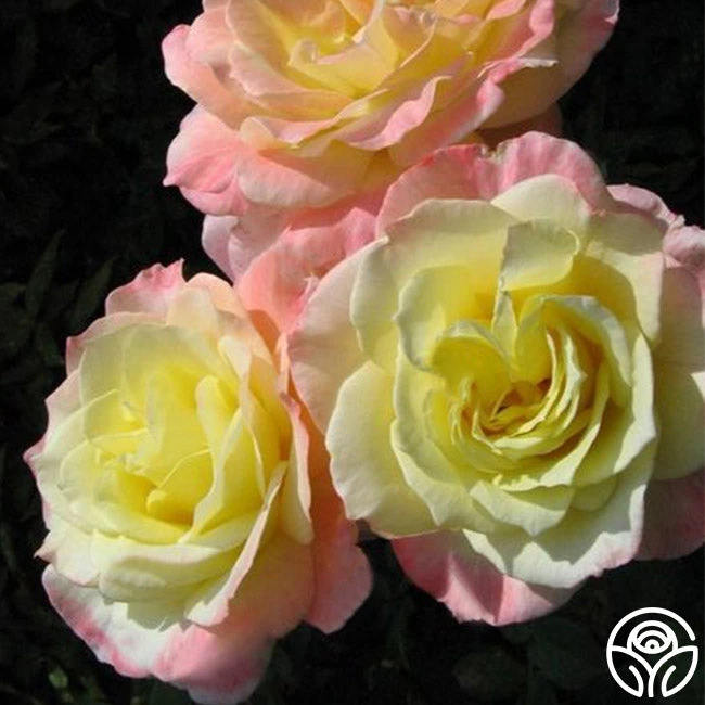 Summer Fashion 3 Summer Fashion