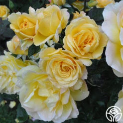 Summer Love™ -Heirloom Roses summer love 1 8