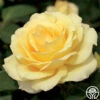 Summer Love™ -Heirloom Roses summer love 3 7