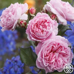 Parfuma® Summer Romance 18 Parfuma® Summer Romance -Heirloom Roses summer romance 1 2