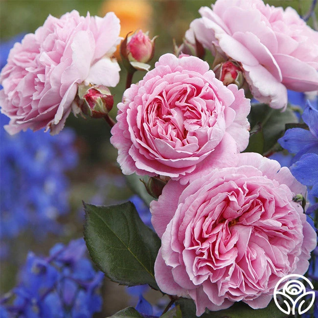 Parfuma® Summer Romance 5 Parfuma® Summer Romance - Image 3