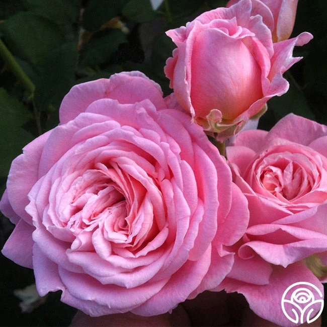 Parfuma® Summer Romance 4 Parfuma® Summer Romance - Image 2