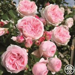 Parfuma® Summer Romance 20 Parfuma® Summer Romance -Heirloom Roses summer romance 3 2