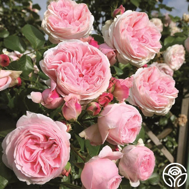 Parfuma® Summer Romance 7 Parfuma® Summer Romance - Image 5