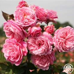 Parfuma® Summer Romance 26 Parfuma® Summer Romance -Heirloom Roses summer romance 4 1