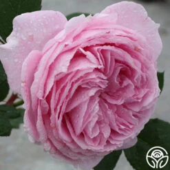 Parfuma® Summer Romance 25 Parfuma® Summer Romance -Heirloom Roses summer romance 5 1