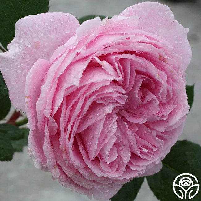 Parfuma® Summer Romance 12 Parfuma® Summer Romance - Image 10