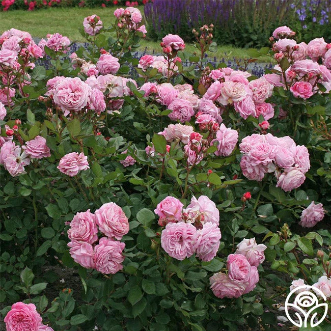 Parfuma® Summer Romance 11 Parfuma® Summer Romance - Image 9